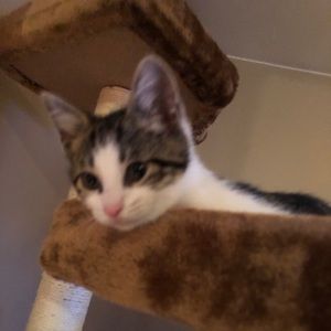 Meet your Posher, Dianne